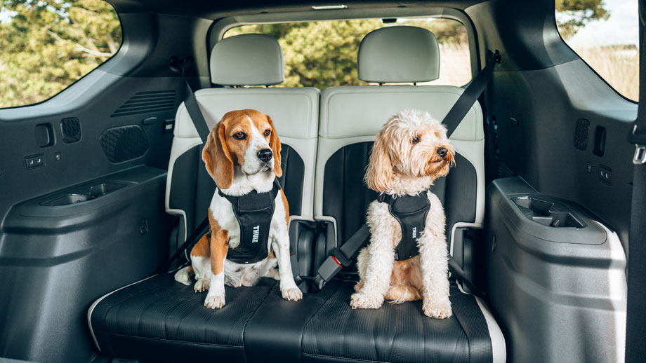 Zwei Hunde sitzen auf der Rückbank eines Autos und tragen schwarze Thule-Geschirre, die mit den Sicherheitsgurten verbunden sind