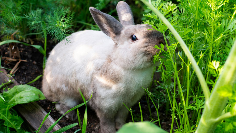 Frischfutter Fr Kaninchen Teaser %281%29