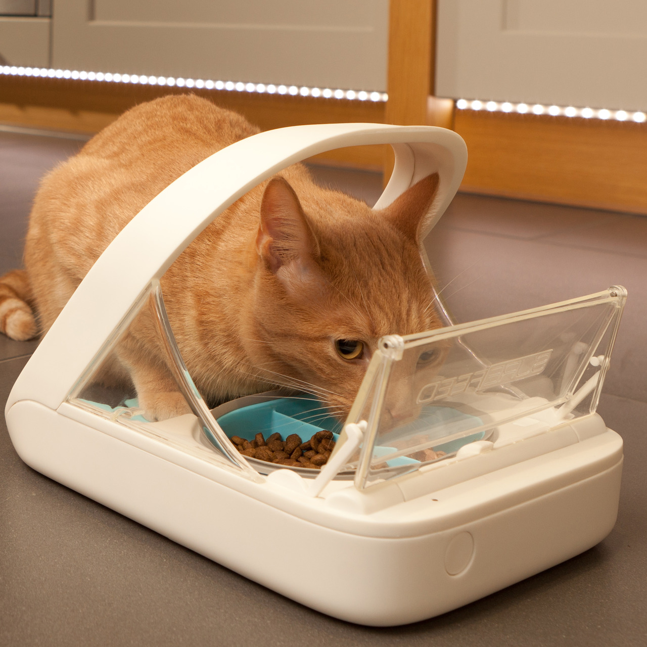 Ein orangefarbener Kater frisst aus einem SureFeed Mikrochip-Futterautomaten, der speziell für Katzen entwickelt wurde. Der Automat erkennt die Katze anhand ihres Mikrochips und öffnet die Klappe, um Zugang zum Futter zu gewähren. Ideal für Haushalte mit 