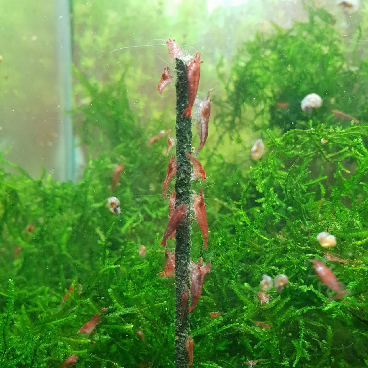 Das Bild zeigt ein Aquarium mit einer Vielzahl von roten Garnelen, die an einem vertikalen Futterstab haften. Im Hintergrund ist üppiges, grünes Moos zu sehen, das den natürlichen Lebensraum der Garnelen nachahmt. Die Szene vermittelt eine lebendige und g