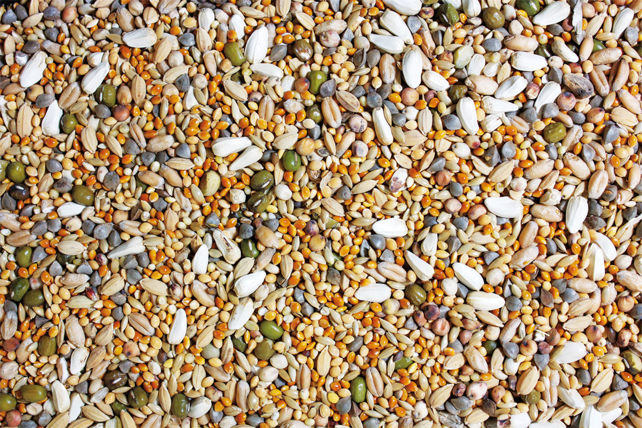 JR FARM Individual Wellensittichfutter: Hochwertige Mischung aus Saaten, Körnern & Nüssen, abgestimmt auf Wellensittiche.