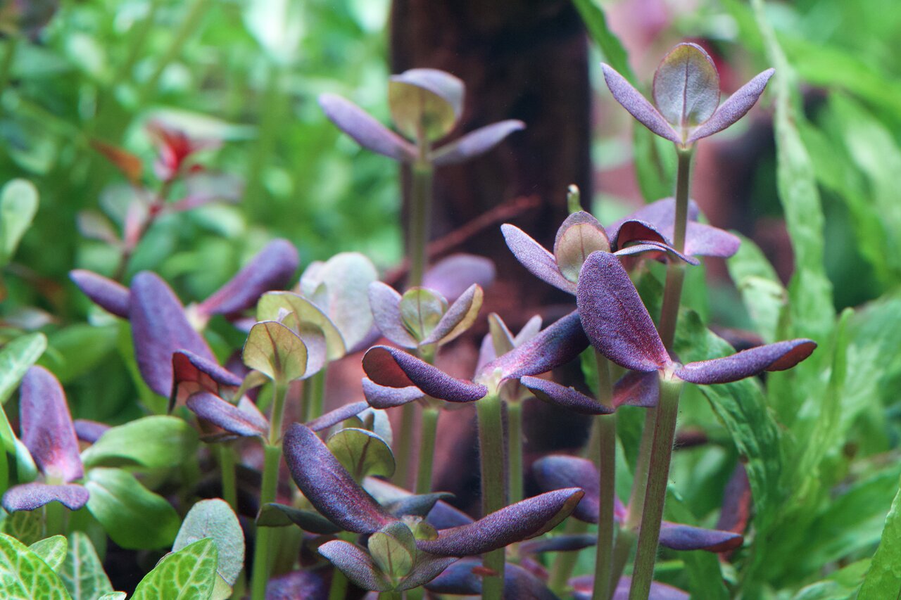 Frische Microgreens Portulak, ideal f. Salate, Smoothies o. Garnitur. Saftige Blätter, zarte Stängel, vermitteln Frische & Vitalität.