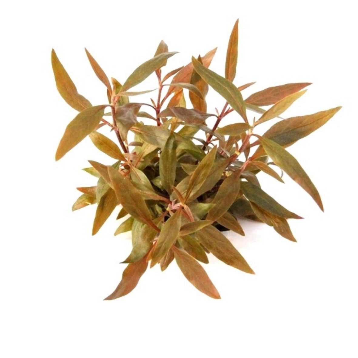 ALOHA Alternanthera reineckii MINI