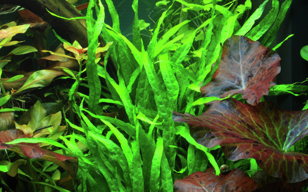 Tropica Aquarienpflanze, ideal für Aquarienliebhaber, leuchtend grüne Blätter, ergänzt durch rötliche Blätter & Holzstück.