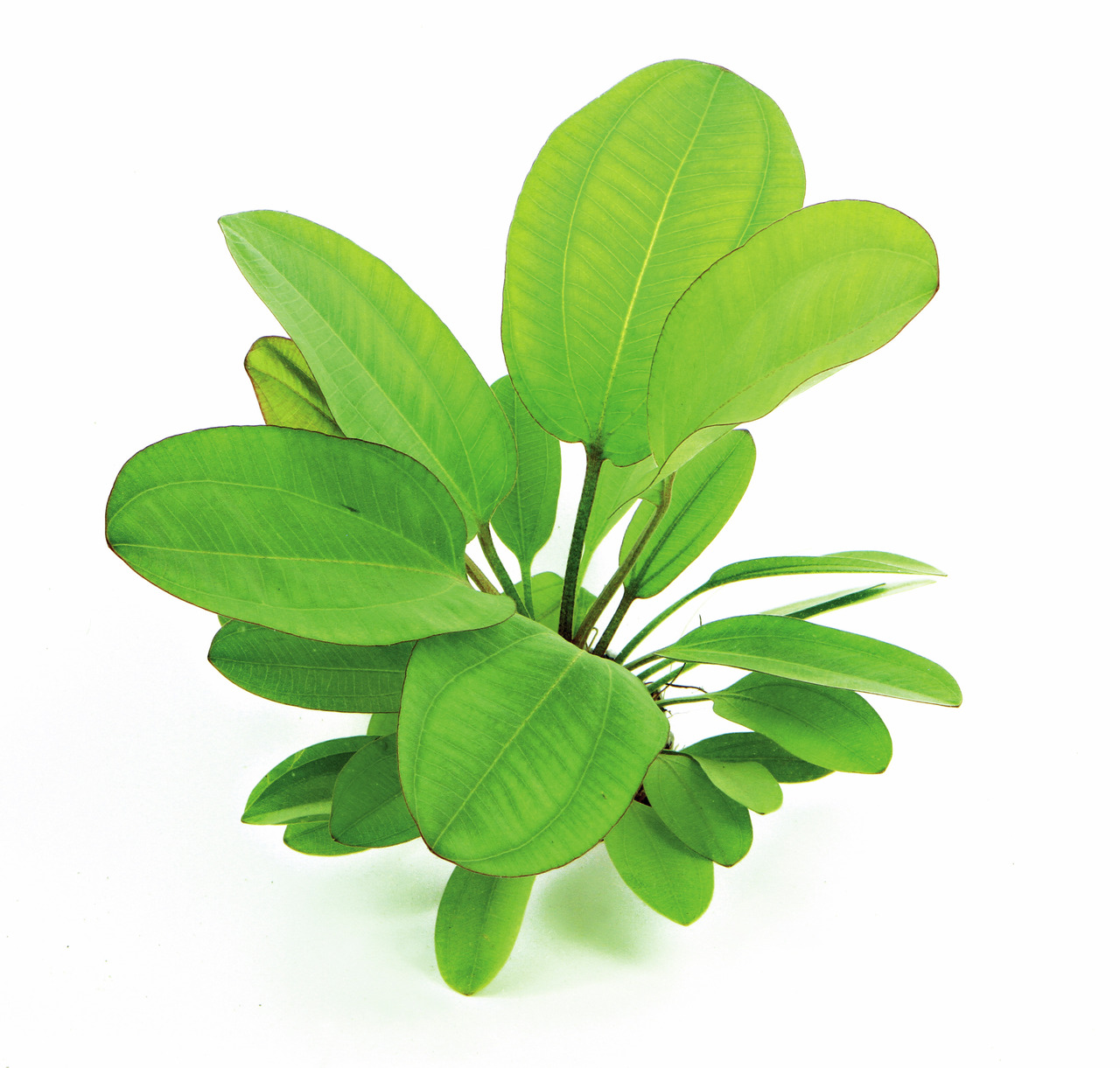 ALOHA künstl. Aquarienpflanze, Dekoration f. Süß-/Meerwasseraquarien, grüne Blätter, pflegeleicht, f. Aquarienliebhaber.