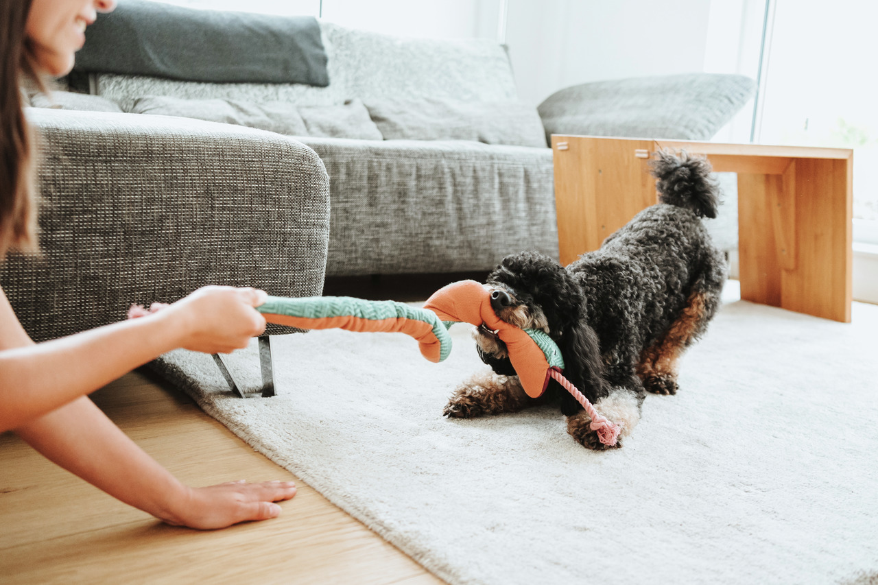 HUNTER Hundespielzeug, Seil-Tauziehspielzeug, orange-grün, für Hunde, fördert Bindung zw. Mensch & Tier, spielerisch.