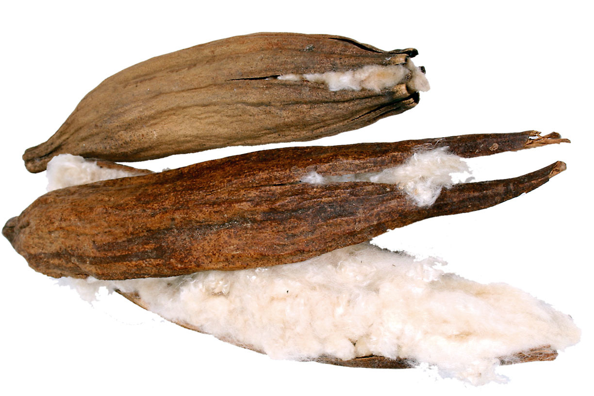 JR FARM Baumwollblüten, Naturprodukt für Kleintiere (Hamster, Kaninchen, Meerschweinchen), Nistmaterial, 125 g, artgerechte Haltung.