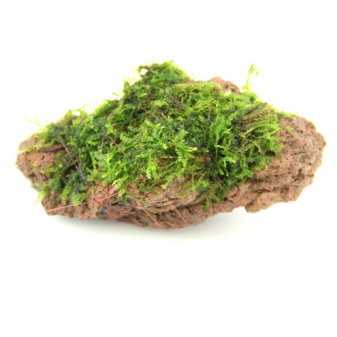 ALOHA Moorkienholzstein mit Javamoos, für Aquarienbesitzer, fördert natürliche Optik, Verstecke für Fische/Garnelen, Maße variabel.