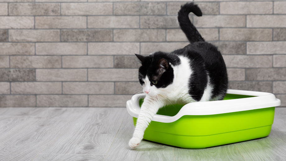 Eine schwarz-weiße Katze steigt aus ihrem Katzenklo