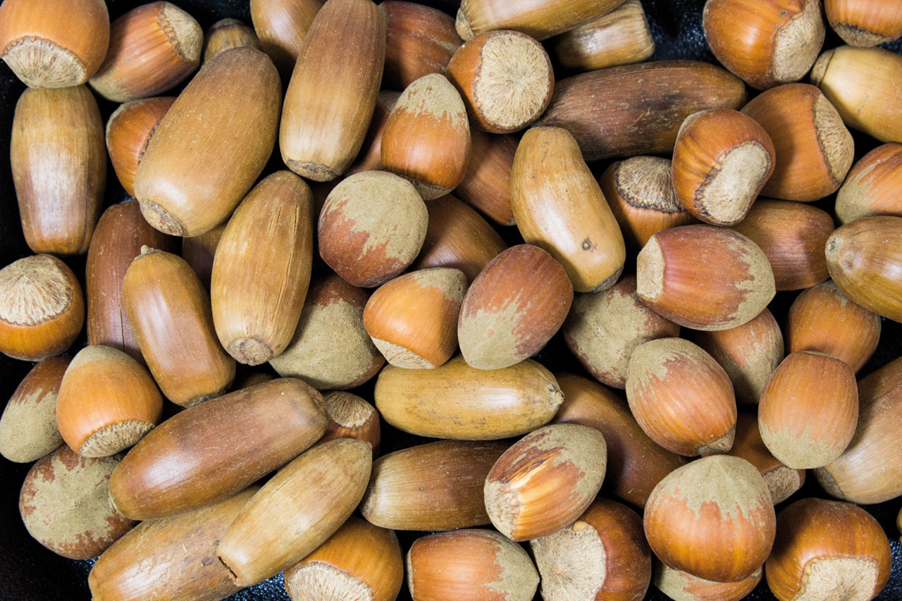 Das Bild zeigt eine Nahaufnahme von JR FARM Eicheln, einem natürlichen Snack für Nagetiere und andere Kleintiere. Die Eicheln sind in verschiedenen Brauntönen gehalten und liegen dicht beieinander. Dieses Produkt ist speziell für Kleintiere geeignet und b