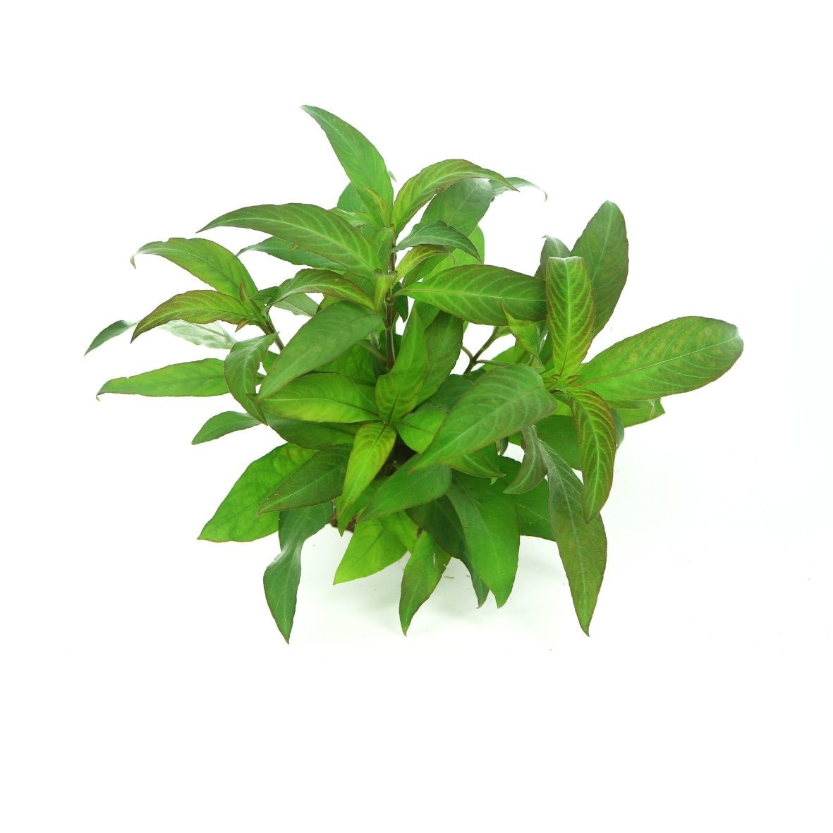ALOHA Hygrophila corymbosa STRICTA