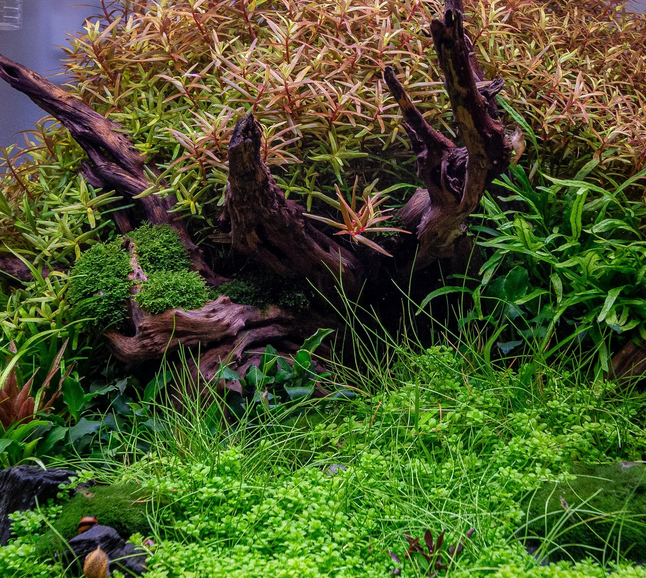 Ein üppig bepflanztes Aquarium mit Bodendeckern, rötlich-grünen Pflanzen & verzweigtem Holz als Blickfang für natürliche Gestaltung.