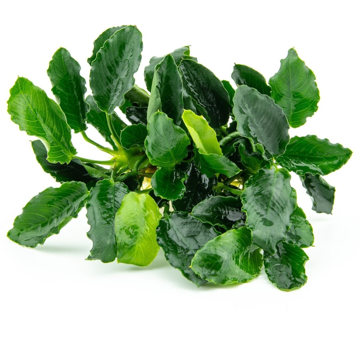 ALOHA Anubias barteri var. nana KIRIN