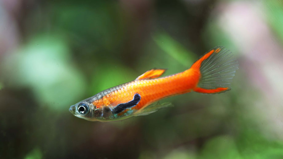Männlicher Endler Guppy in Orangetoenen