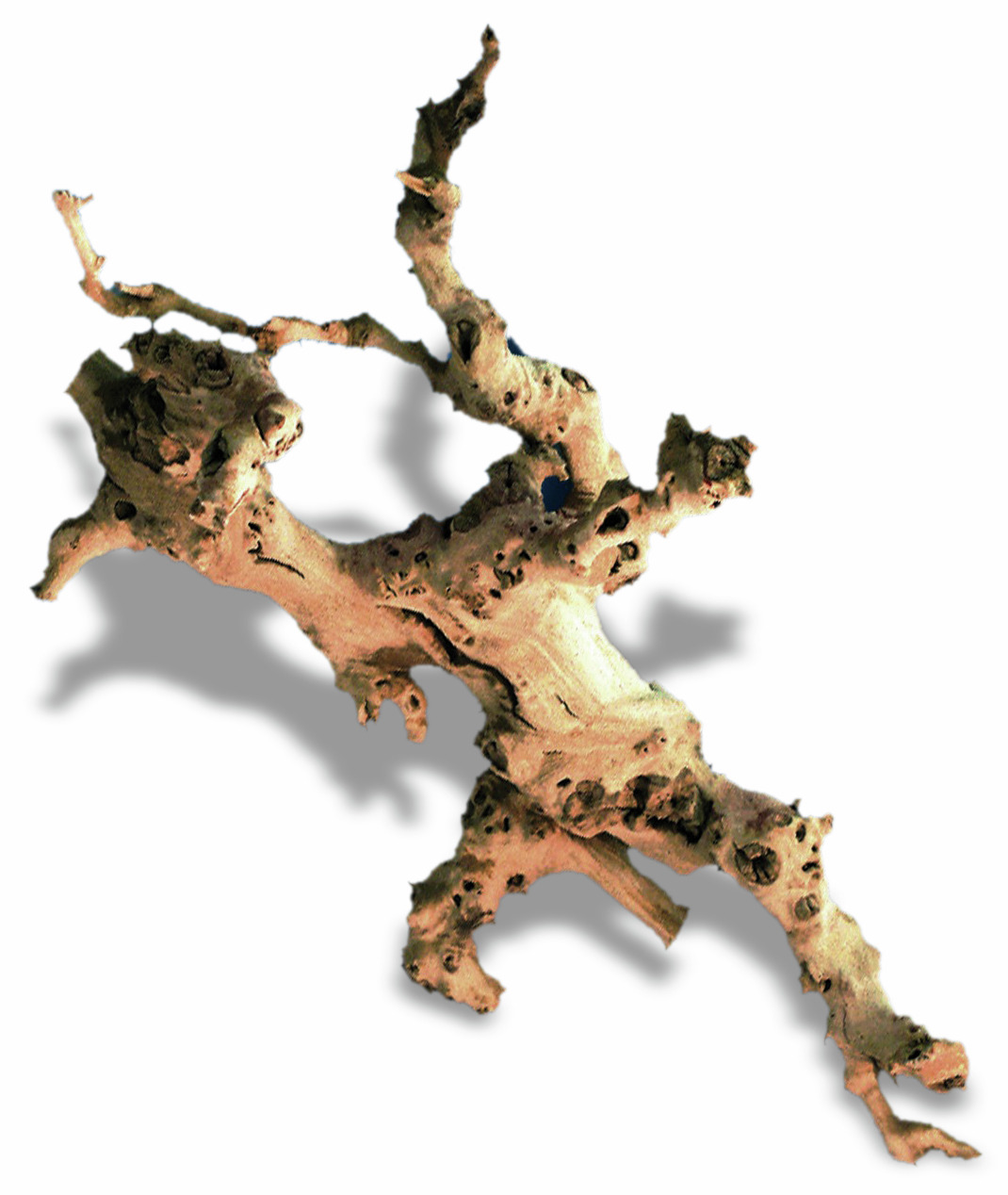 Amtra Moorkienwurzel, für Aquarien/Terrarien, natürl. Unterschlupf/Deko für Fische, Reptilien & Tiere, unregelmäßige Form, helle Holzfarbe.