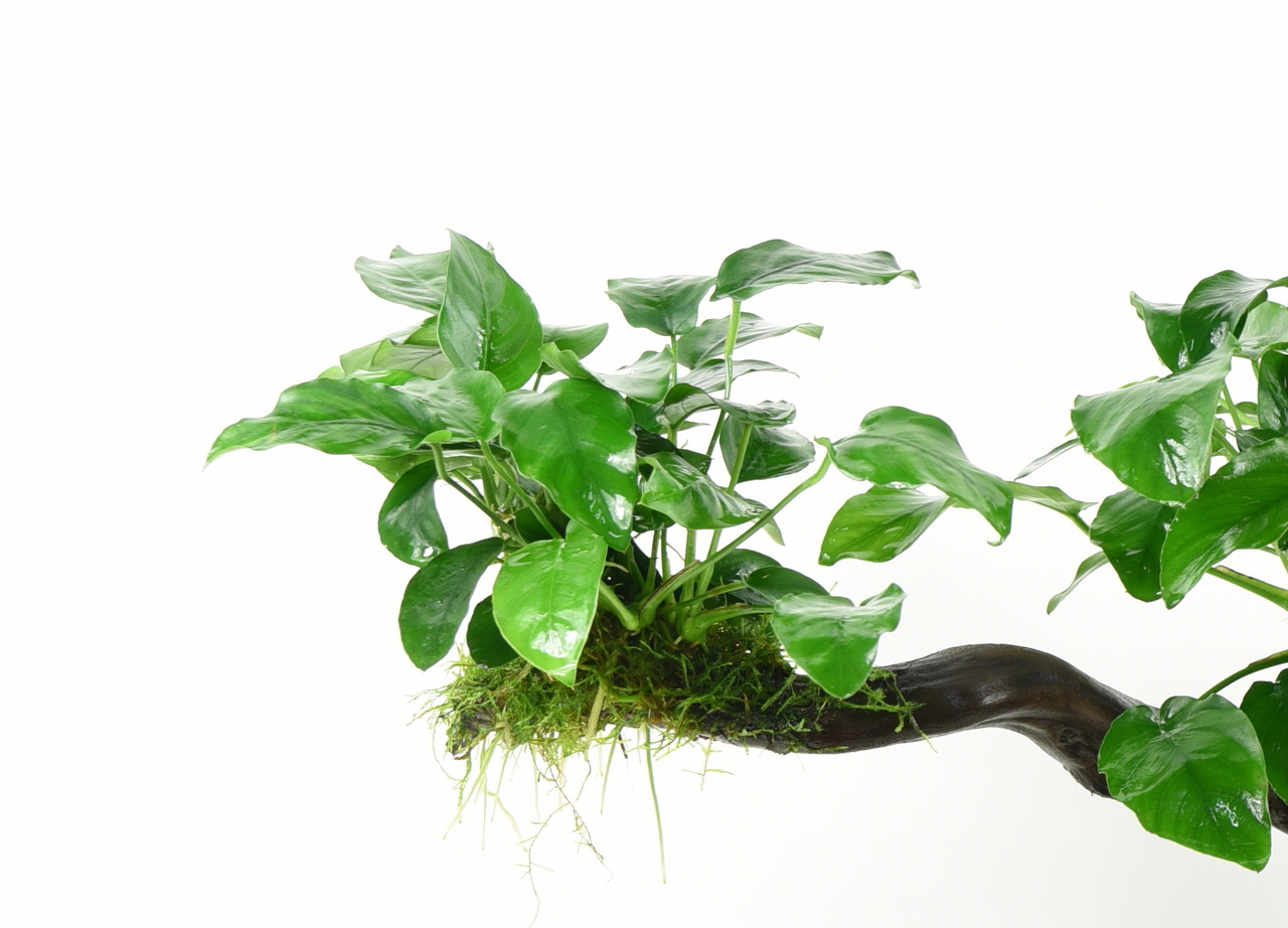 Das Bild zeigt eine grüne Aquarienpflanze der Marke ALOHA, die auf einem dekorativen Holzstück befestigt ist. Die Pflanze hat glänzende, herzförmige Blätter und ist mit Moos umgeben, das an der Basis wächst. Sie eignet sich ideal für Aquarien und bietet F