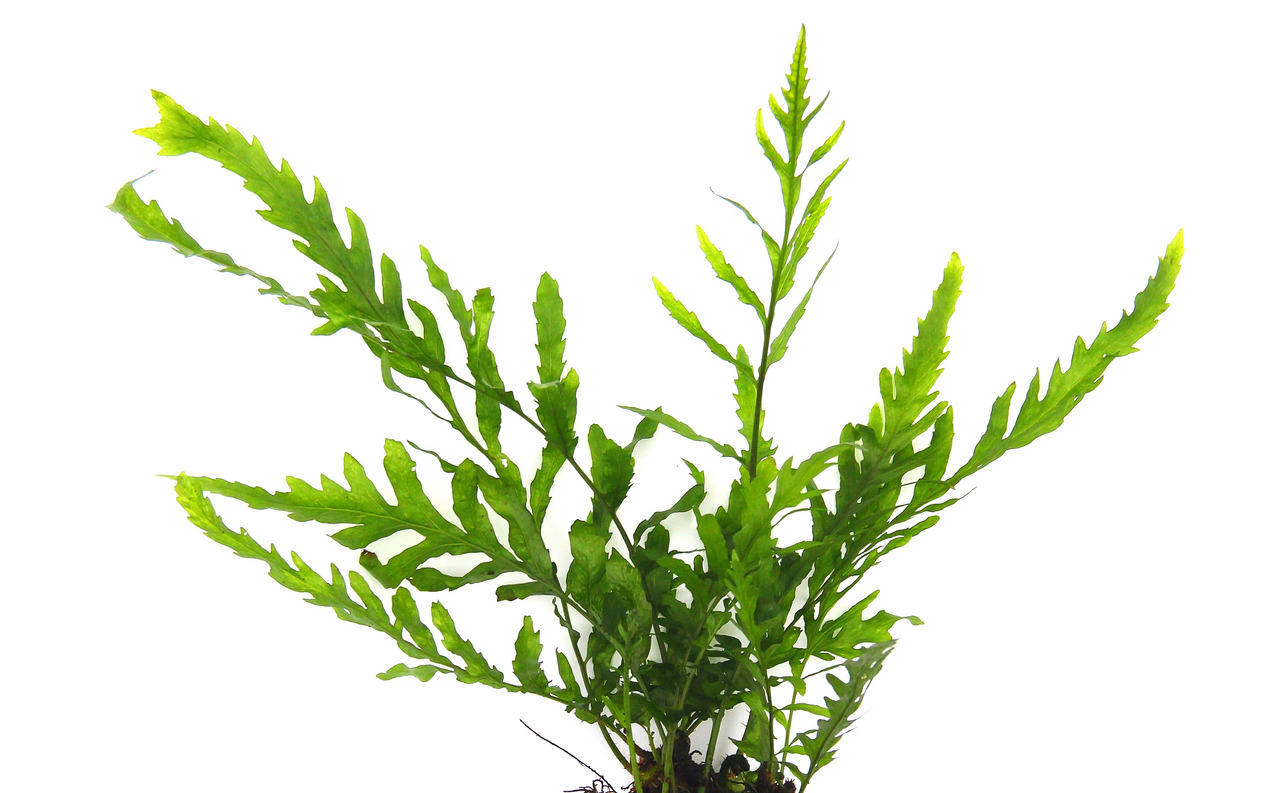 Das Bild zeigt eine grüne Wasserpflanze der Marke ALOHA, die speziell für Aquarien geeignet ist. Die Pflanze hat lange, schmale und gezackte Blätter, die in einem kräftigen Grün leuchten. Sie ist ideal für Süßwasseraquarien und dient als dekoratives Eleme