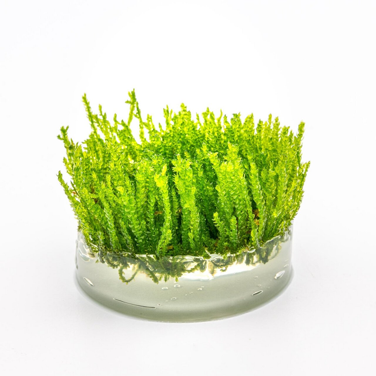 ALOHA Wasserpflanzen-Set, für Aquarienliebhaber, ideal für nat. Umgebung, in Glasbehälter, leuchtend grün, lebendige Struktur.