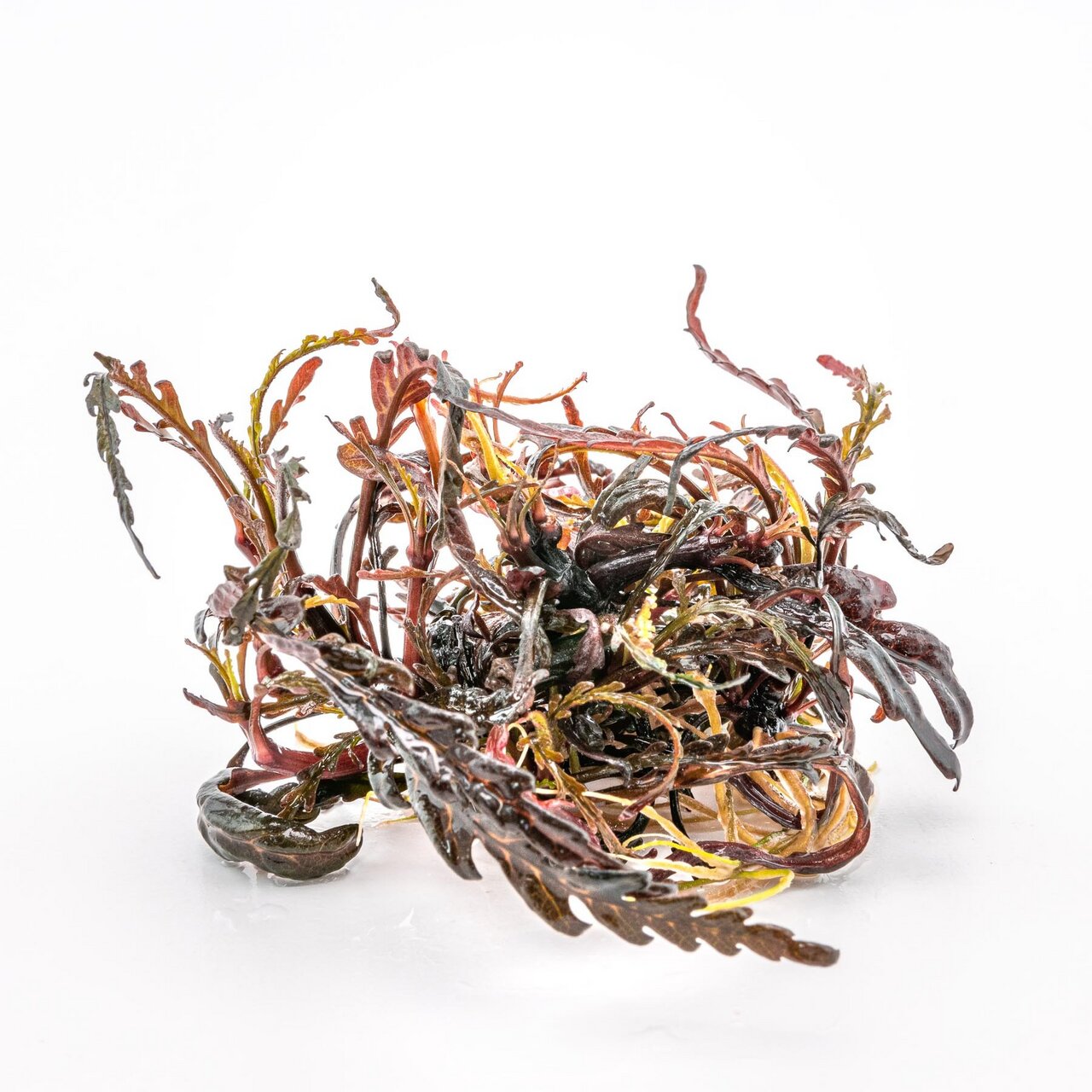 ALOHA Meeresalgen für Zierfische, getrocknet, bunt (Rot, Braun, Gelb), natürliche Futterquelle, fördert Gesundheit & Vitalität.