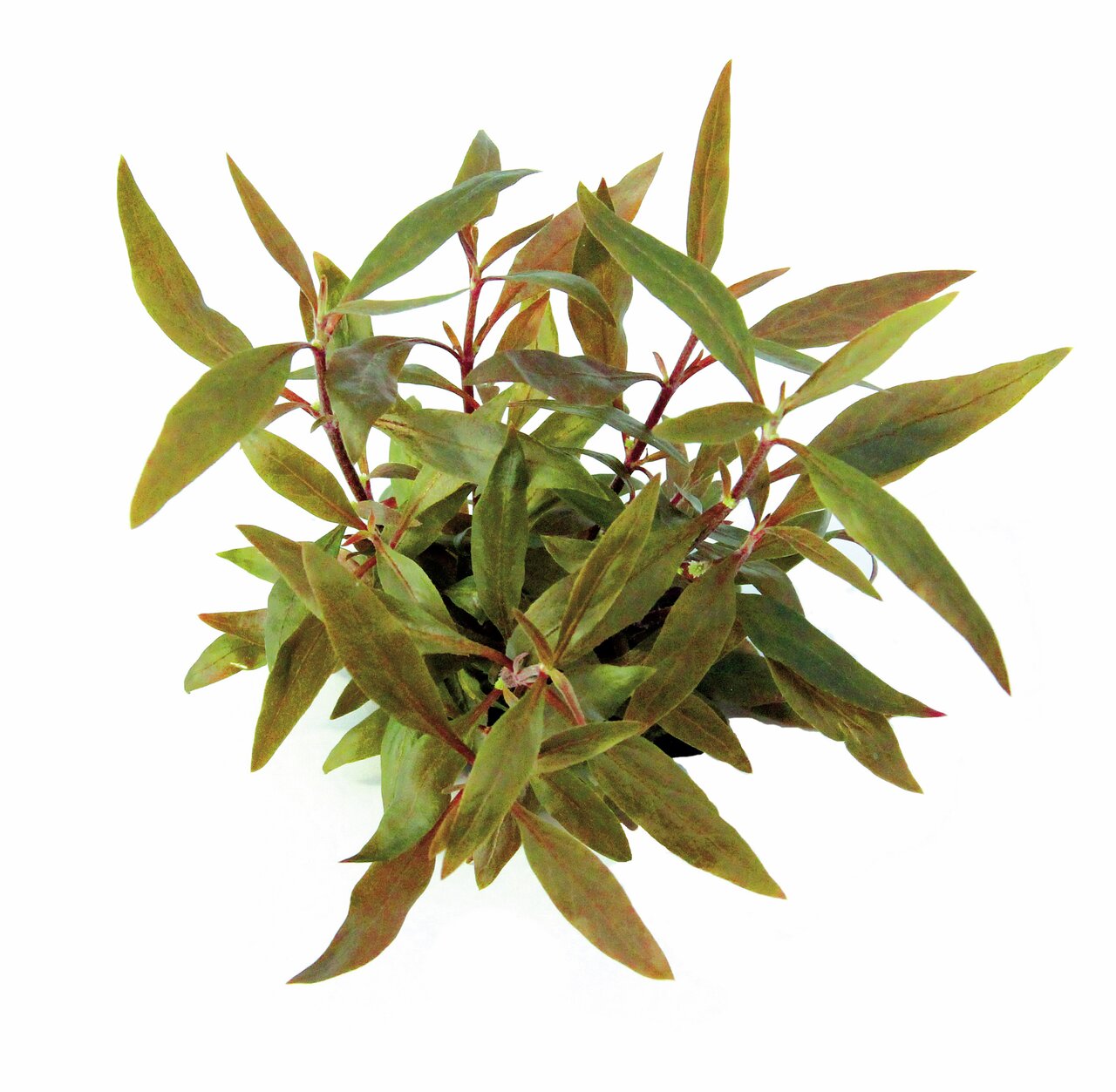 Ein grüner Wasserfreund (Hygrophila corymbosa), eine beliebte Aquarienpflanze, ist auf dem Bild zu sehen. Die Pflanze hat längliche, grüne Blätter mit rötlichen Akzenten und wächst dicht. Sie eignet sich ideal für Süßwasseraquarien und bietet Fischen Vers
