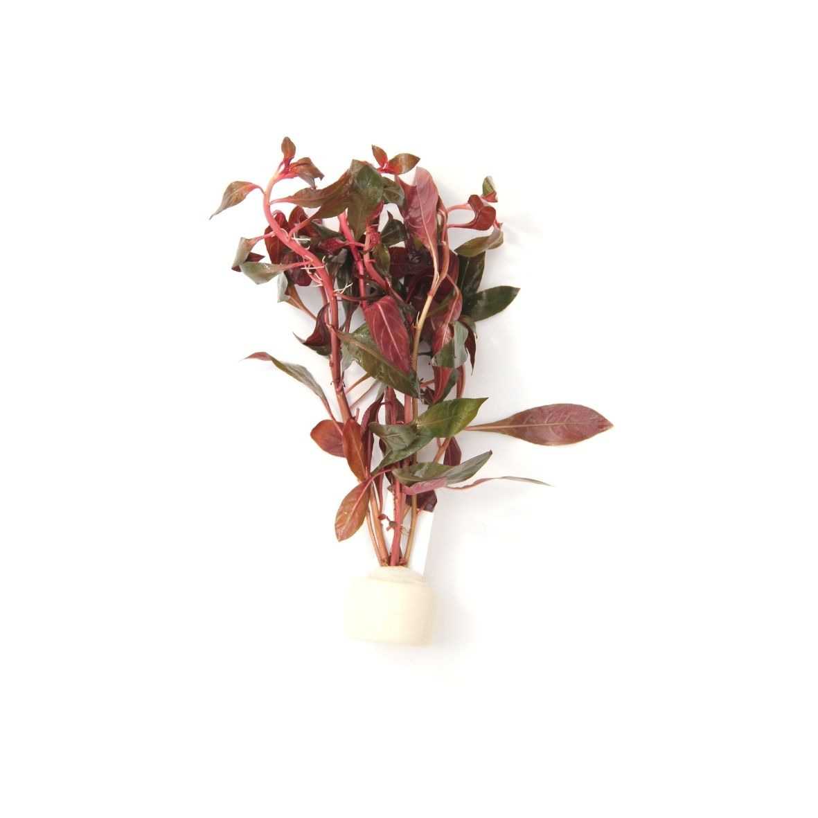 ALOHA Ludwigia repens BUND