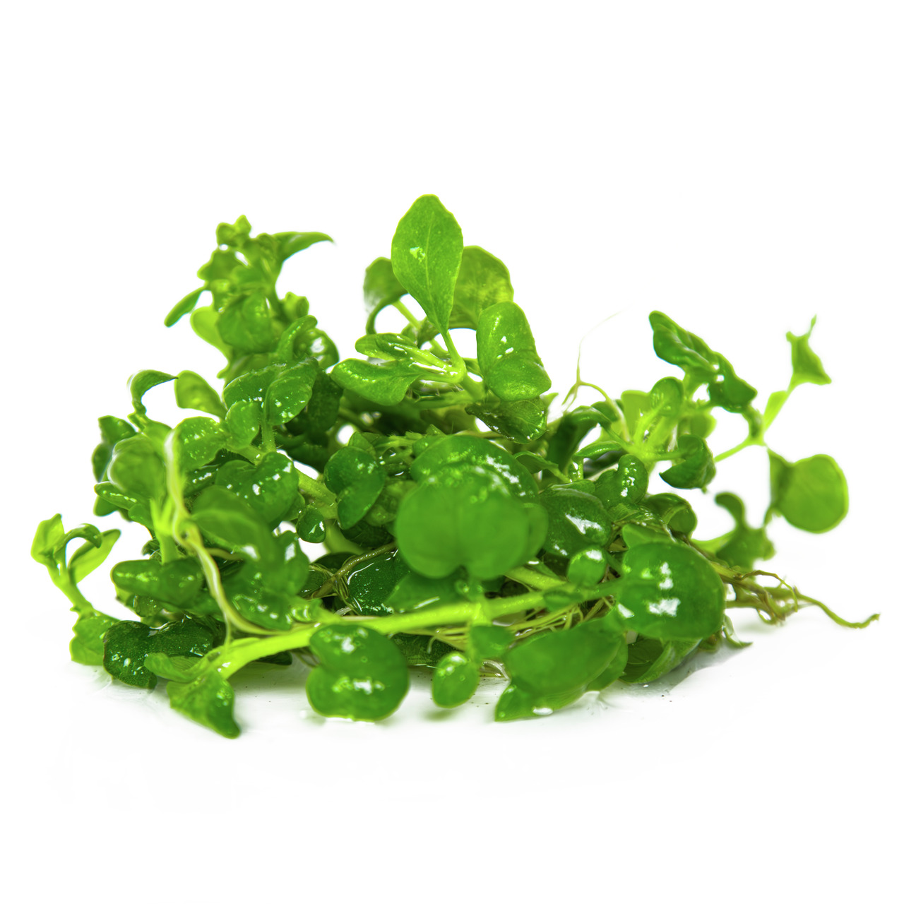 Tropica Wasserpflanzen, ideal für Aquarien, saftige Blätter, lebendige Farbe, gesund, ohne Mängel, perfekt für Unterwasserlandschaften.