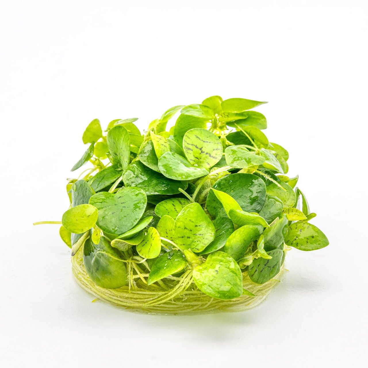 Micranthemum Monte Carlo, Wasserpflanze für Aquarien, fördert Sauerstoff, bietet Schutz, im Behälter mit Wurzeln & Substrat.