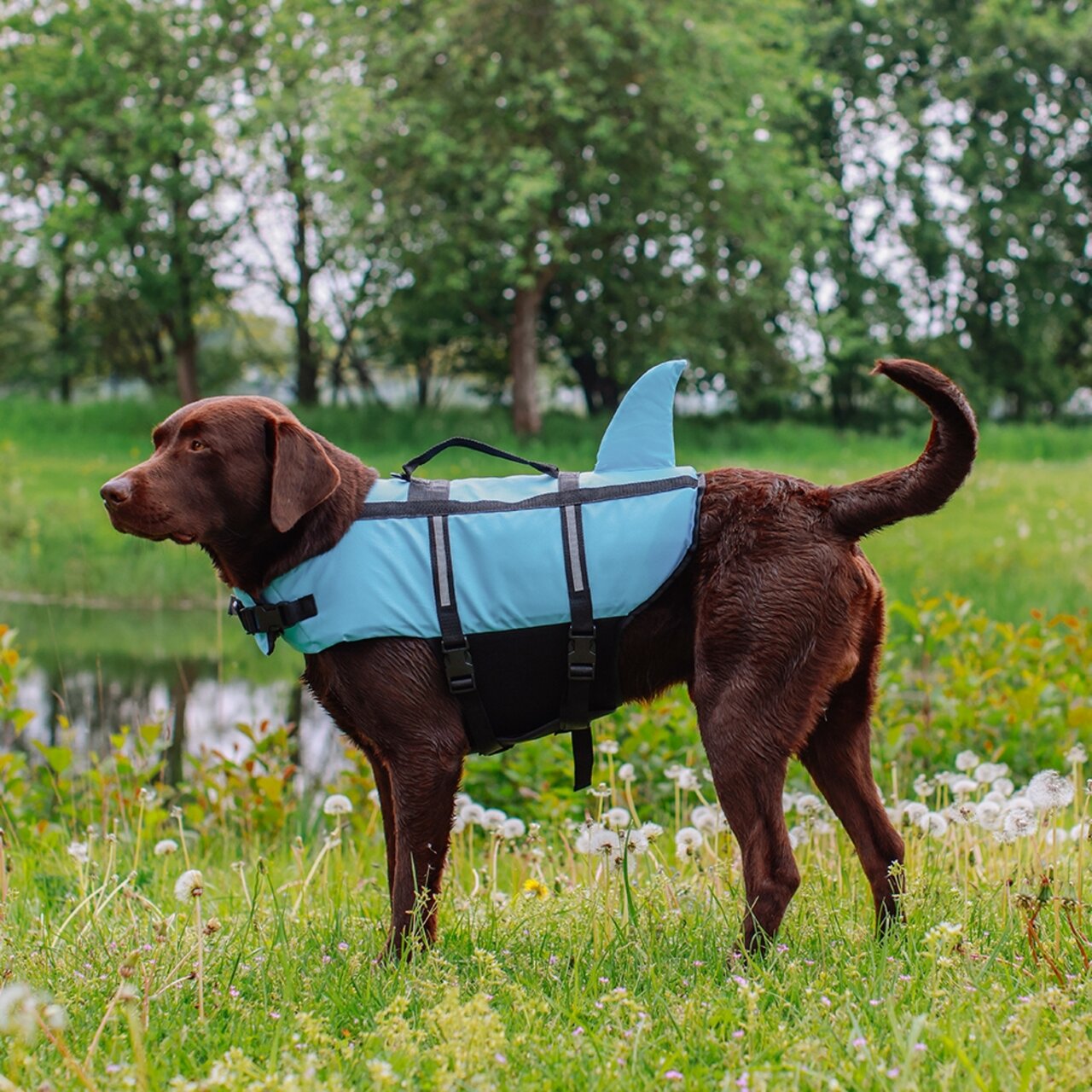 Braune Labrador Retriever mit blauer Schwimmweste für Hunde von Nobby (EAN: 4033766610349) in einer grünen Wiese am Teich.