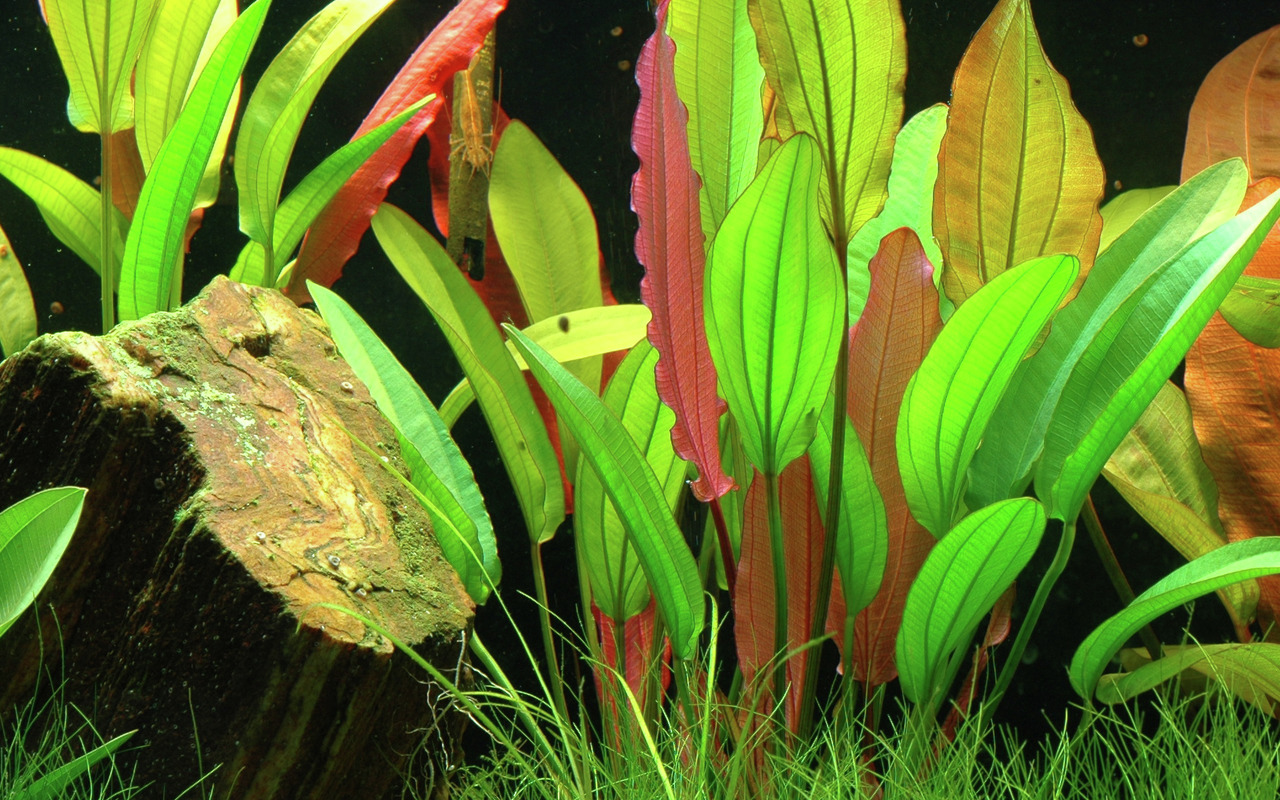 Echinodorus 'Red Rubin', Aquarienpflanze, leuchtend grün-rötliche Blätter, ideal für Unterwasserlandschaften, mit Bodendeckergras.