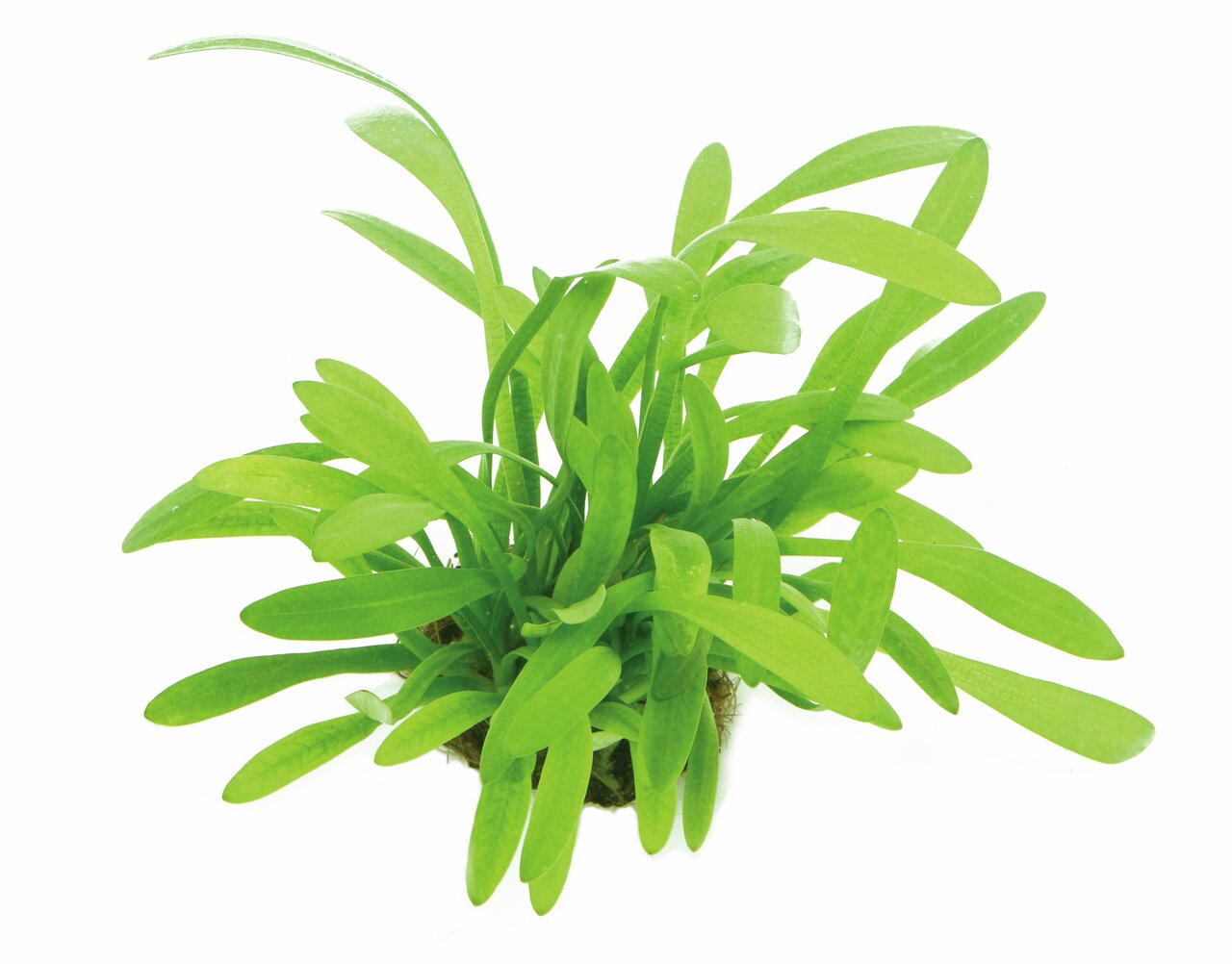 ALOHA Wasserpflanze, ideal für Süßwasseraquarien, lange schmale Blätter, dekorativ, bietet Fischen Verstecke, leicht platzierbar.