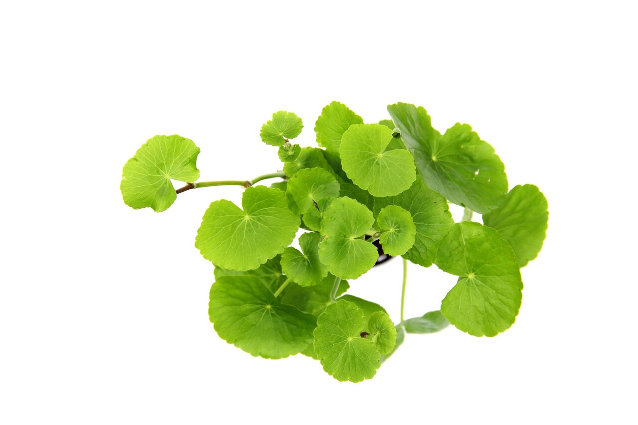 Centella Asiatica (Gotu Kola), runde grüne Blätter, oft in Medizin & Hautpflege, im kleinen Topf, vor weißem Hintergrund.
