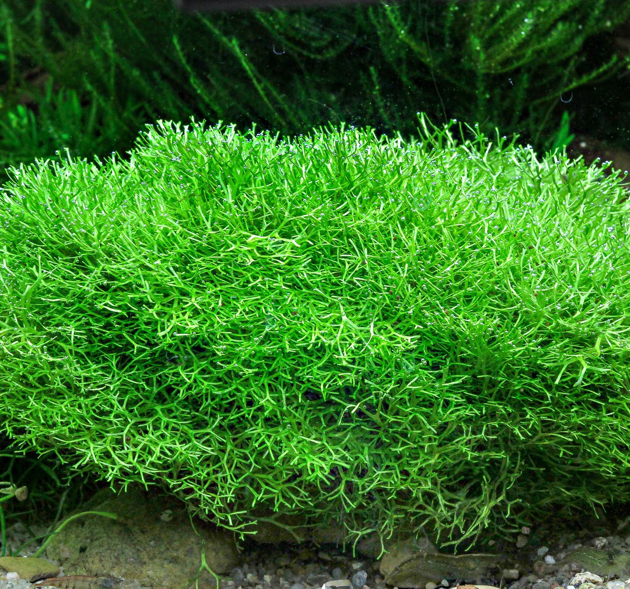 ALOHA Wasserpflanze, für Aquarien, dicht gewachsen, ideal für Fische-Garnelen, fördert Ökosystem & Sauerstoffversorgung.
