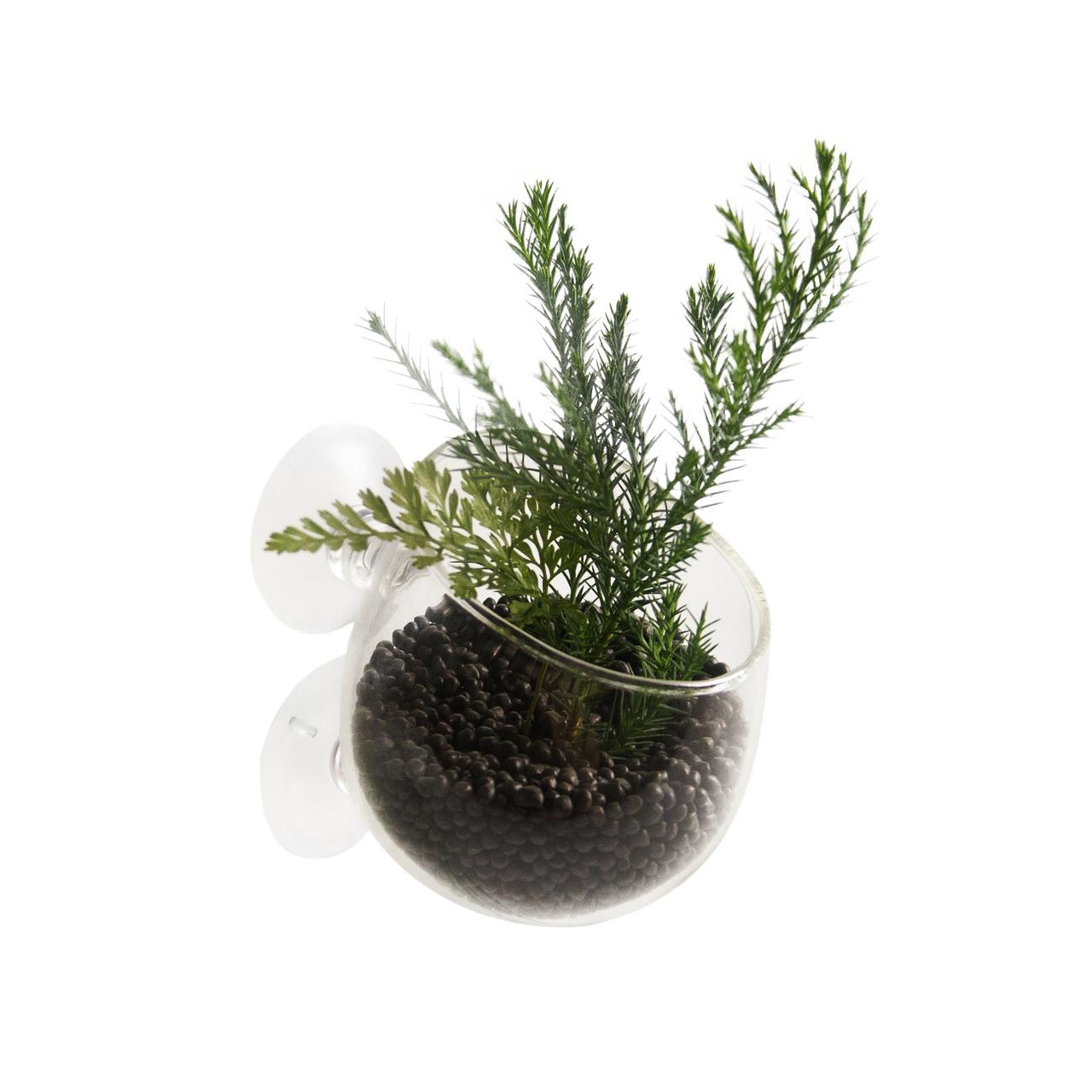 Das Bild zeigt das Produkt "AQUA DELLA Pflanzenhalter mit Saugnäpfen", geeignet für Aquarienliebhaber. Es handelt sich um einen transparenten Behälter mit zwei Saugnäpfen, der an Aquarienscheiben befestigt werden kann. Der Behälter ist mit schwarzem Subst