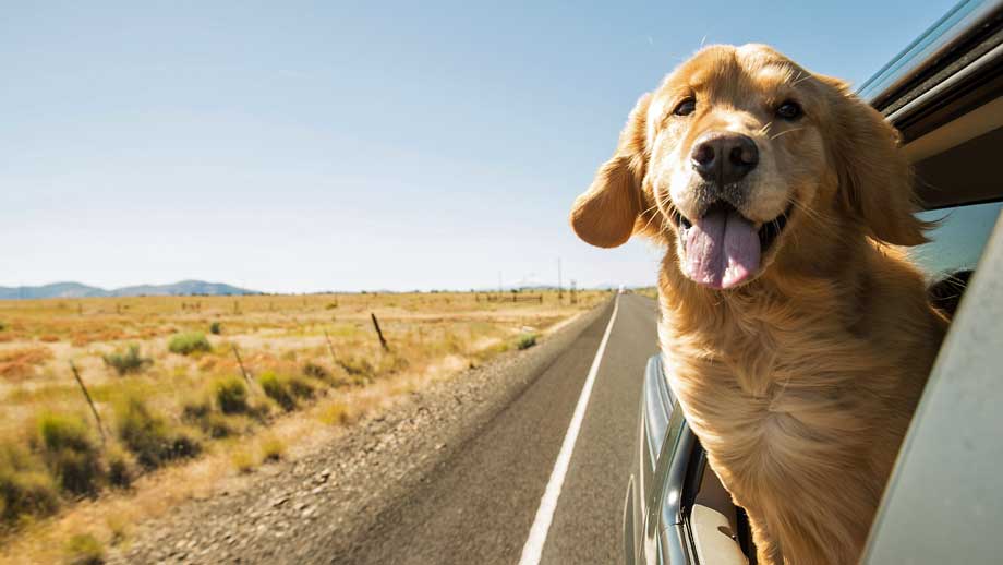 TIERVITAL NATURPRODUKTE - Auto Rücksitz Hundekorb so fährt der Hund im Auto  sicher mit