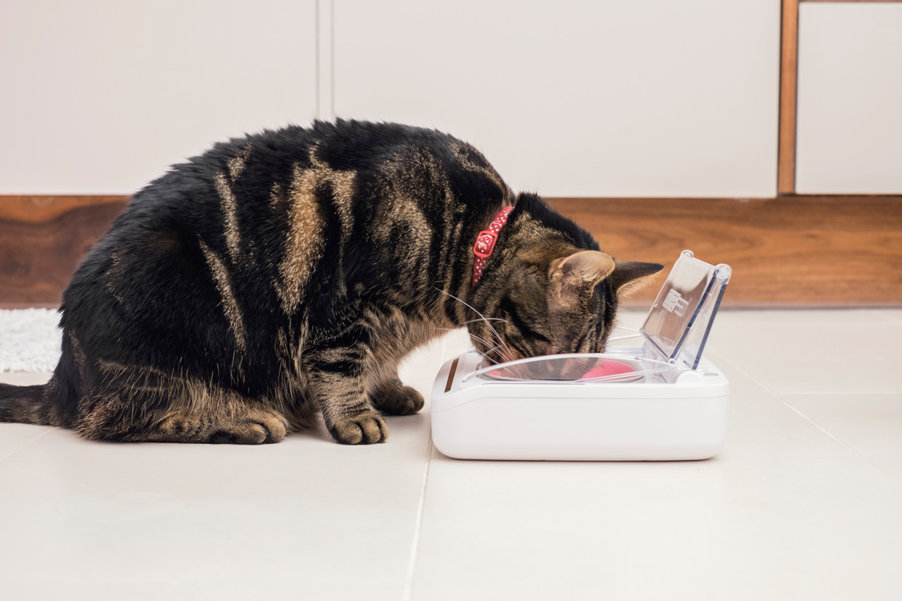 SureFeed Mikrochip-Futterautomat, weiß, für Katzen, mit transparentem Deckel, ideal für Mehrtierhaushalte, individuelles Füttern.