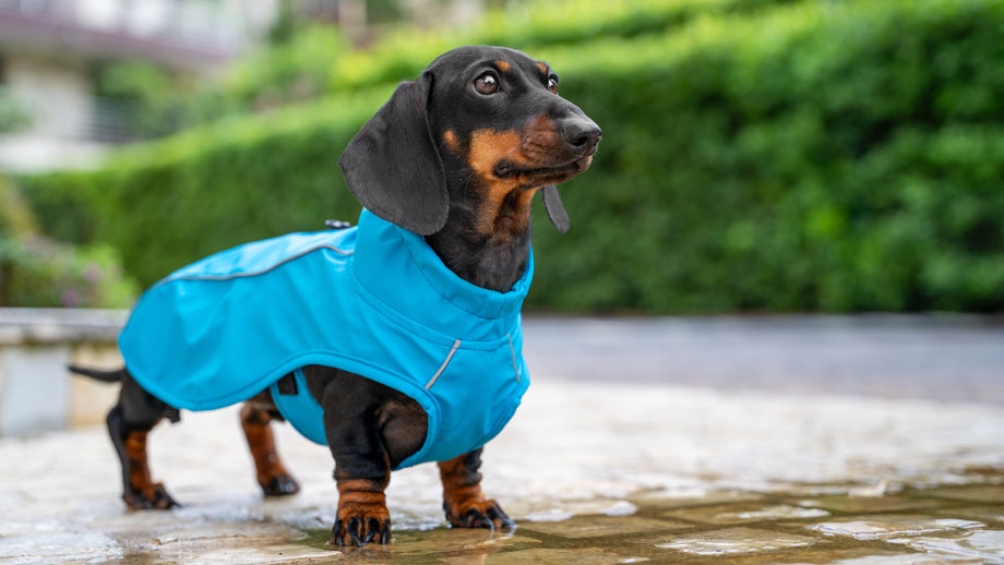Dackel in blauer Regenjacke