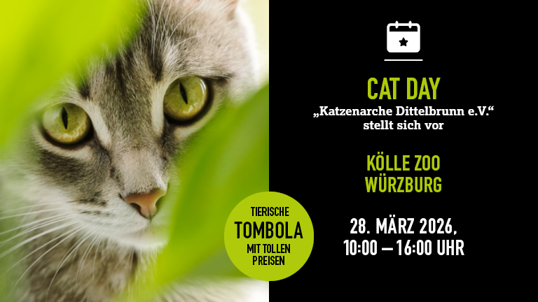 280326 Catday Wrzburg Mobile 768x432px