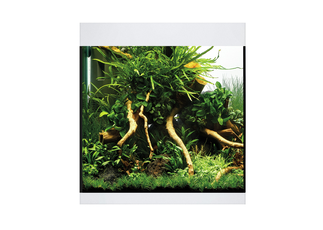 Oase HighLine Cube 60 Aquarium, modern u. würfelförmig, für Fischliebhaber, mit Pflanzen u. Wurzeln, 60L, stilvoll für Wohnräume.