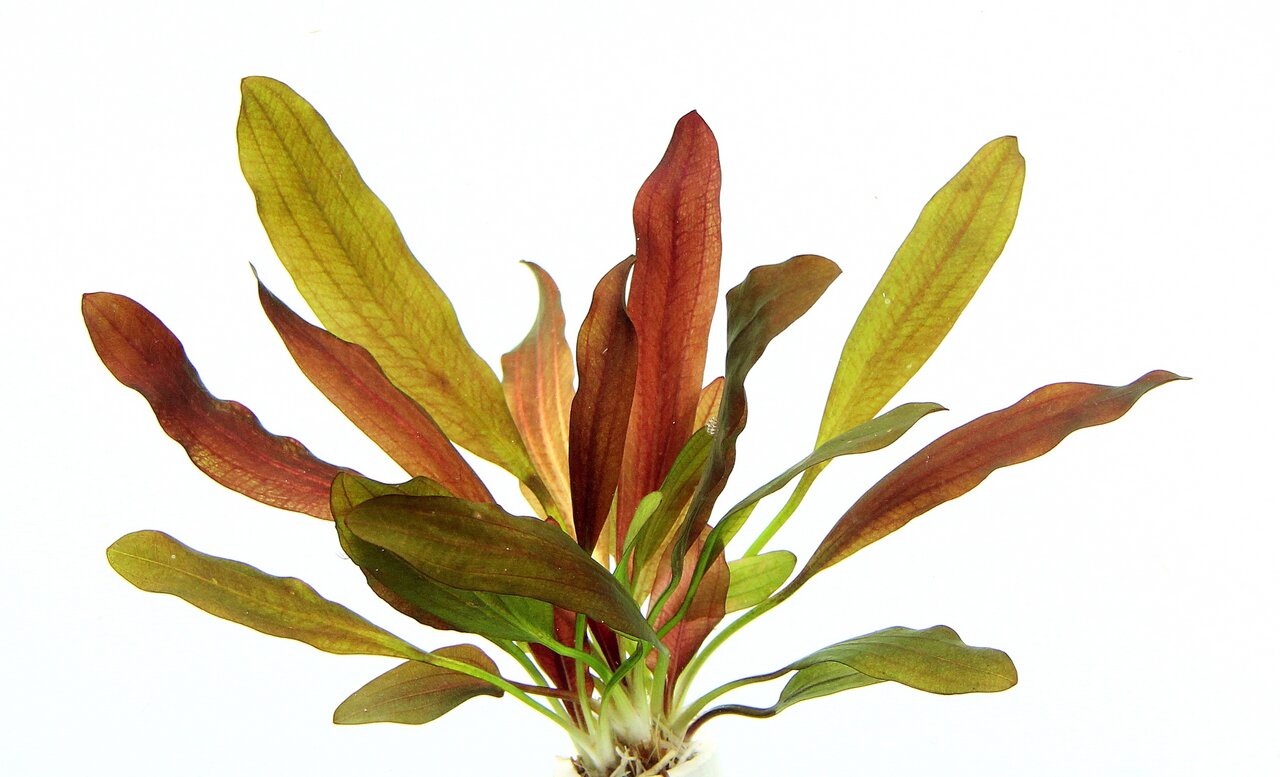 ALOHA Wasserpflanze, Echinodorus-Art, für Aquarien u. Süßwasserfische, grün-rote Blätter, fördert nat. Umgebung.