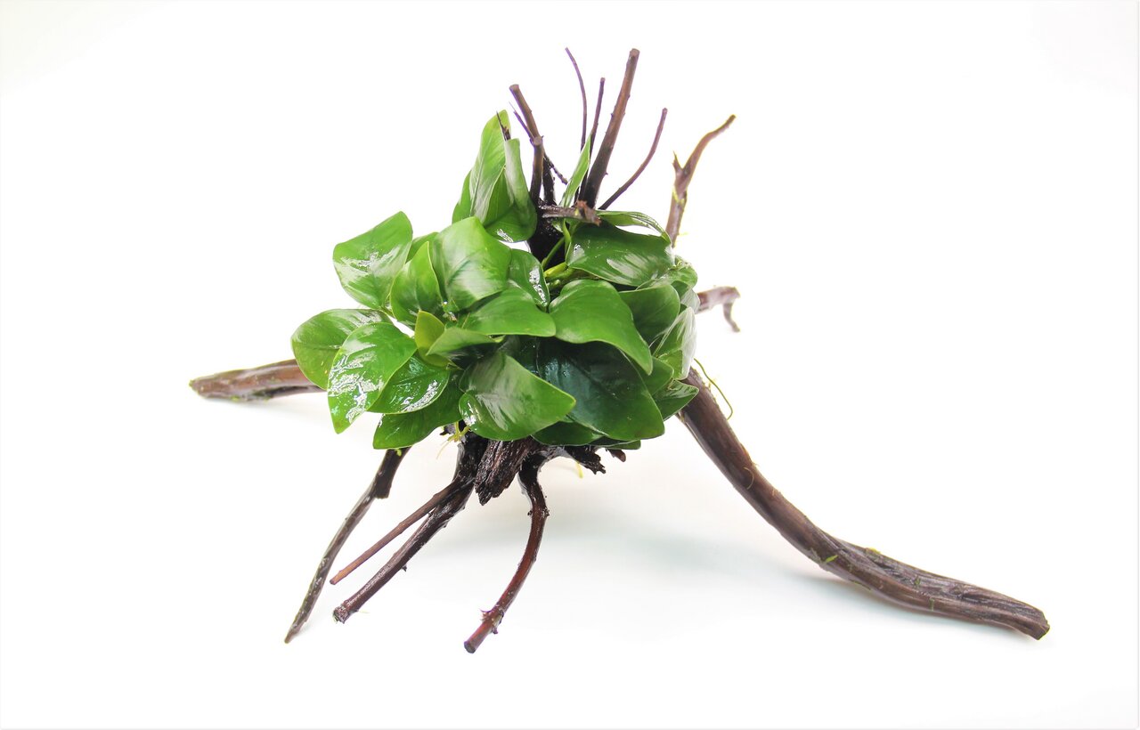 Natürliches Holzstück mit Anubias-Pflanze, herzförmige Blätter, ideal für Süßwasseraquarien, dekorativ, für Aquarienliebhaber.
