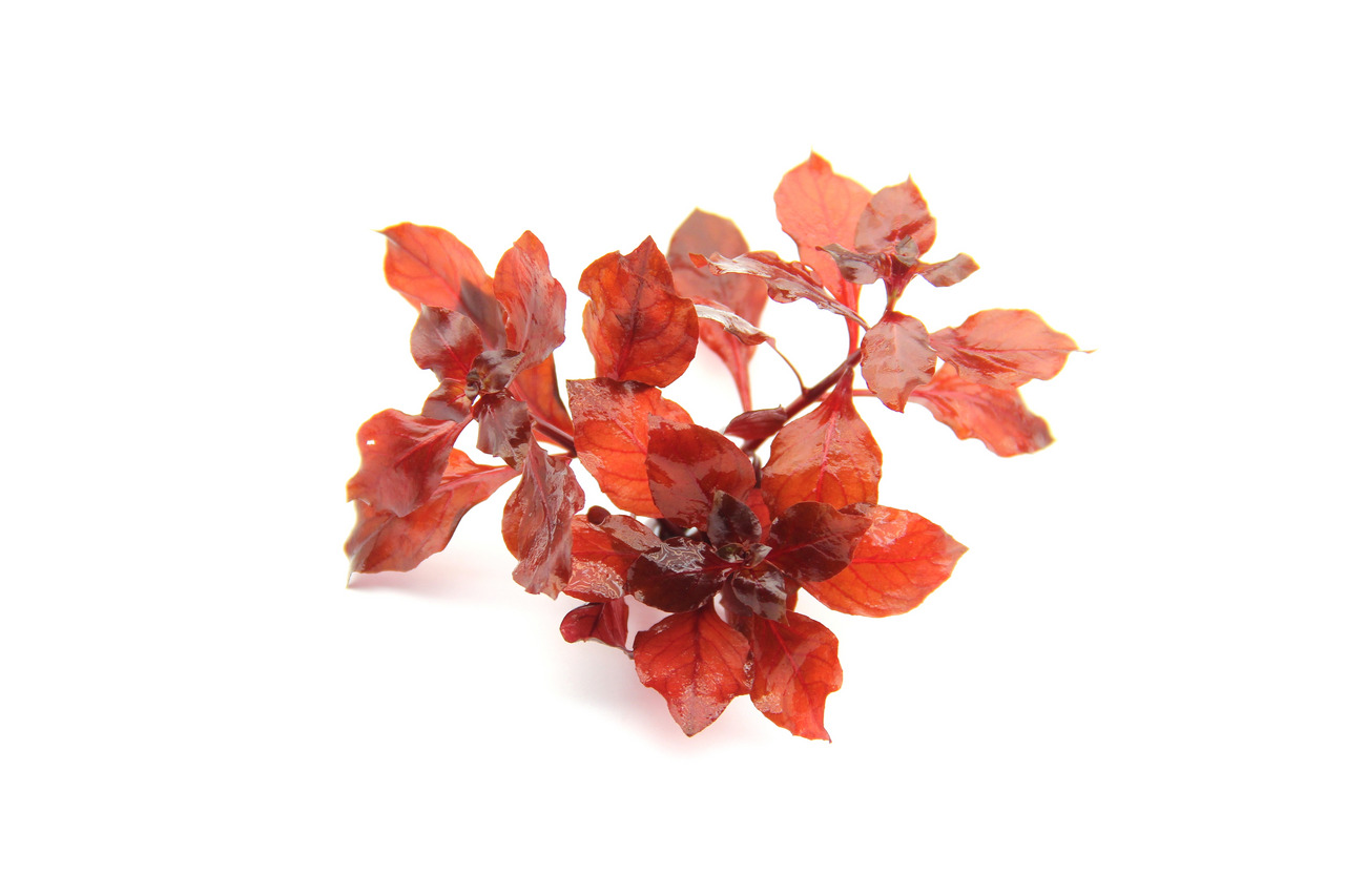 Alternanthera reineckii 'Mini', rote Wasserpflanze, ideal f. Aquarien, kompakt, langsam wachsend, perfekt f. Vorder--Mittelgrund.