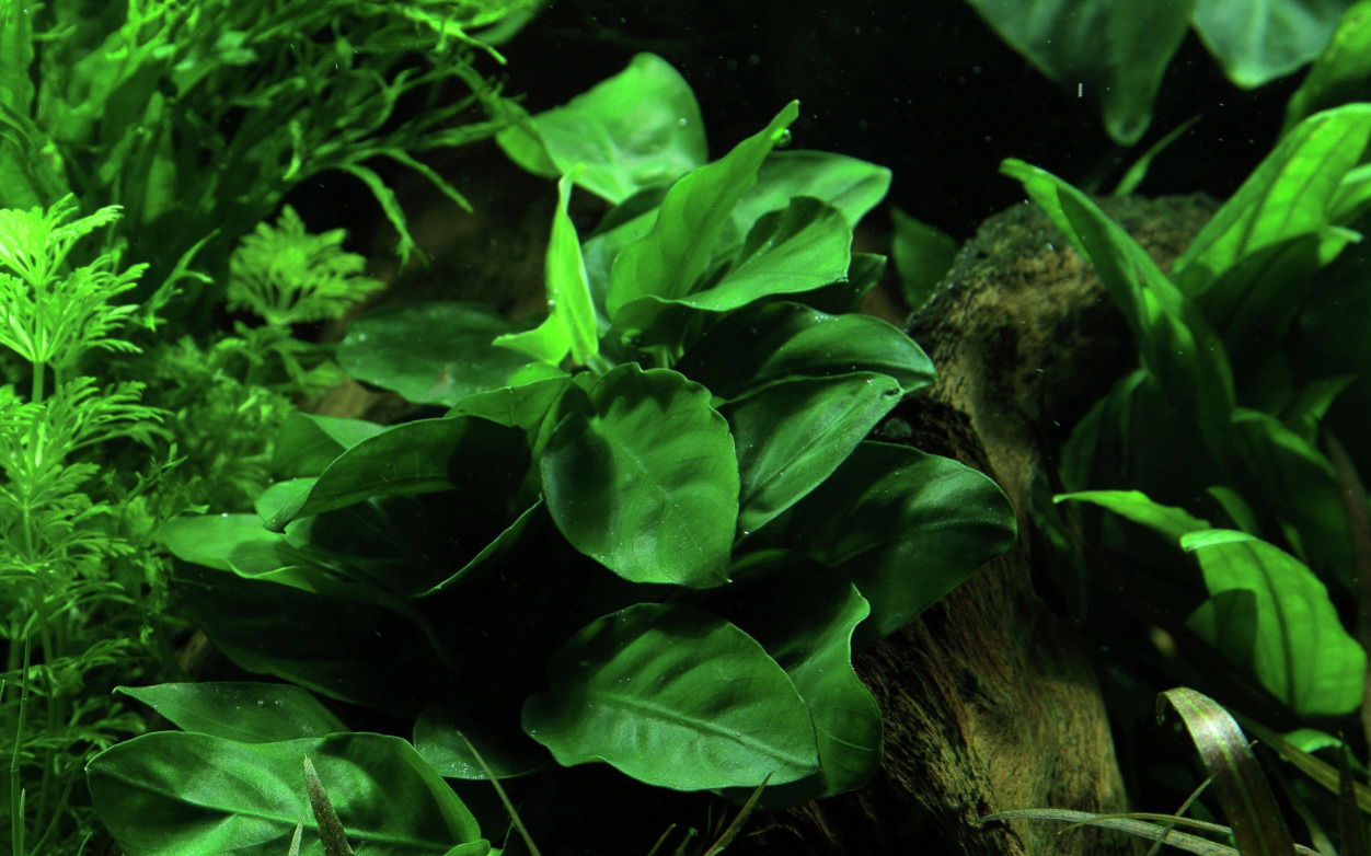 Tropica Anubias barteri var. nana, ideal f. Süßwasseraquarien, Anfänger+Profis, langsam wachsend, wenig Licht, robust.