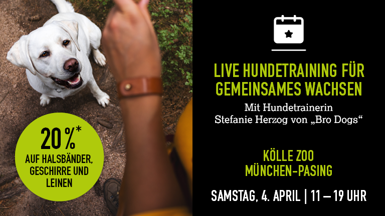 040426 Hundetraining Mnchen Pasing Mobile 768x432px