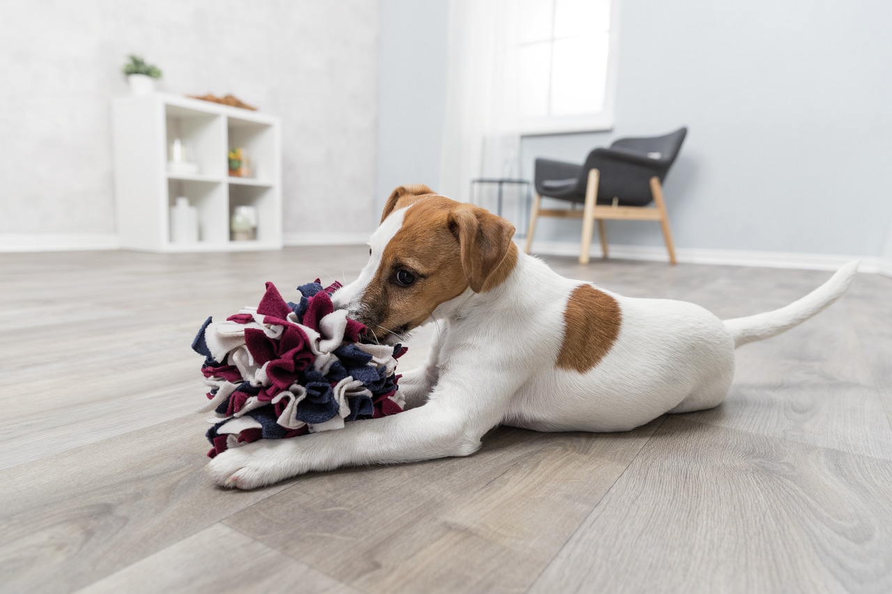 Ein Jack Russell Terrier spielt auf einem hellen Laminatboden mit dem TRIXIE Schnüffelteppich, einem interaktiven Spielzeug für Hunde. Der Teppich besteht aus weichem Stoff in den Farben Rot, Blau und Weiß und fördert die geistige Auslastung durch das Suc