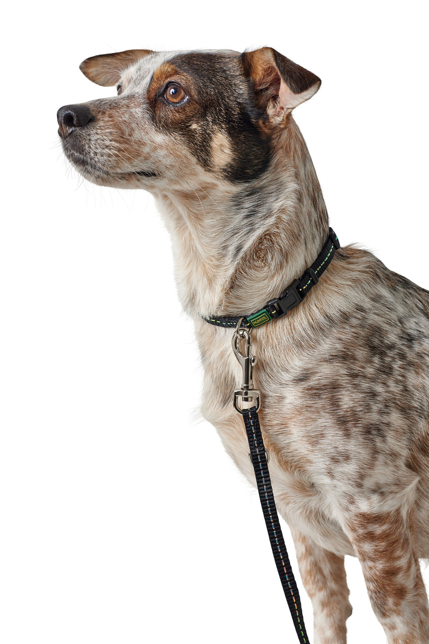 HUNTER Halsband & Leine, schwarz mit grünen Akzenten, für Hunde, hochwertig, für qualitätsbewusste Hundebesitzer.