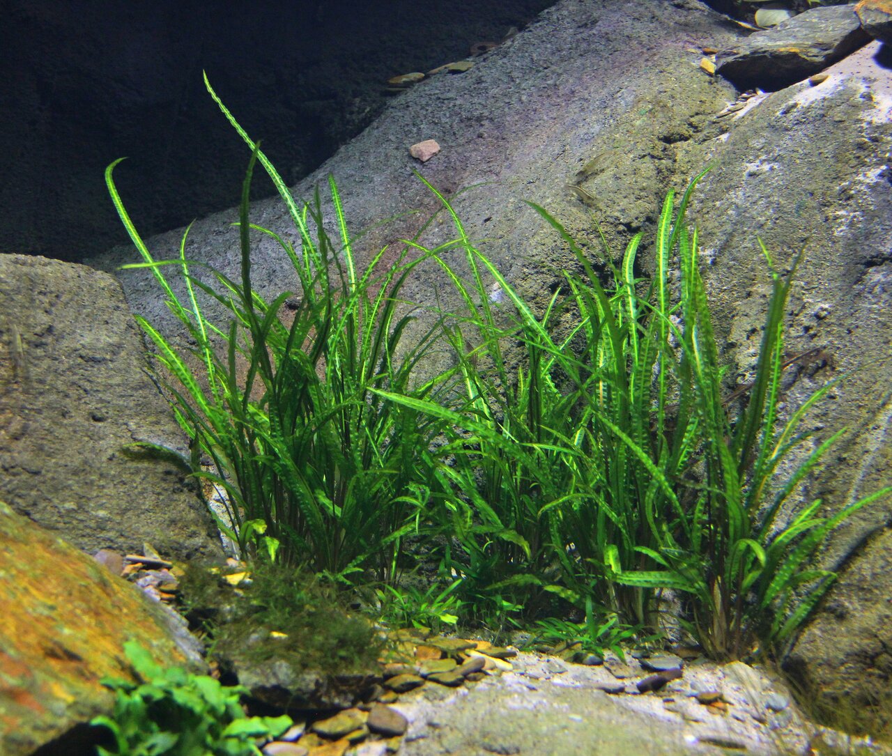 Unterwasserlandschaft mit Vallisneria im Aquarium, natürl. Layout mit Steinen/Kies, ideal für Fische.