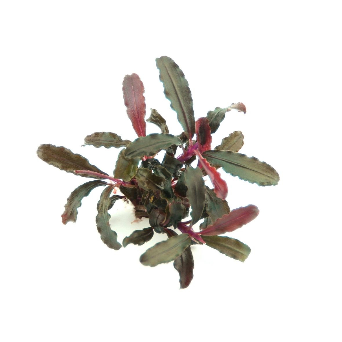 ALOHA Bucephalandra sp. RED SCORPIO