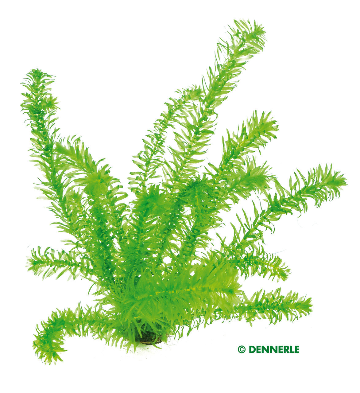 ALOHA Egeria densa Bund