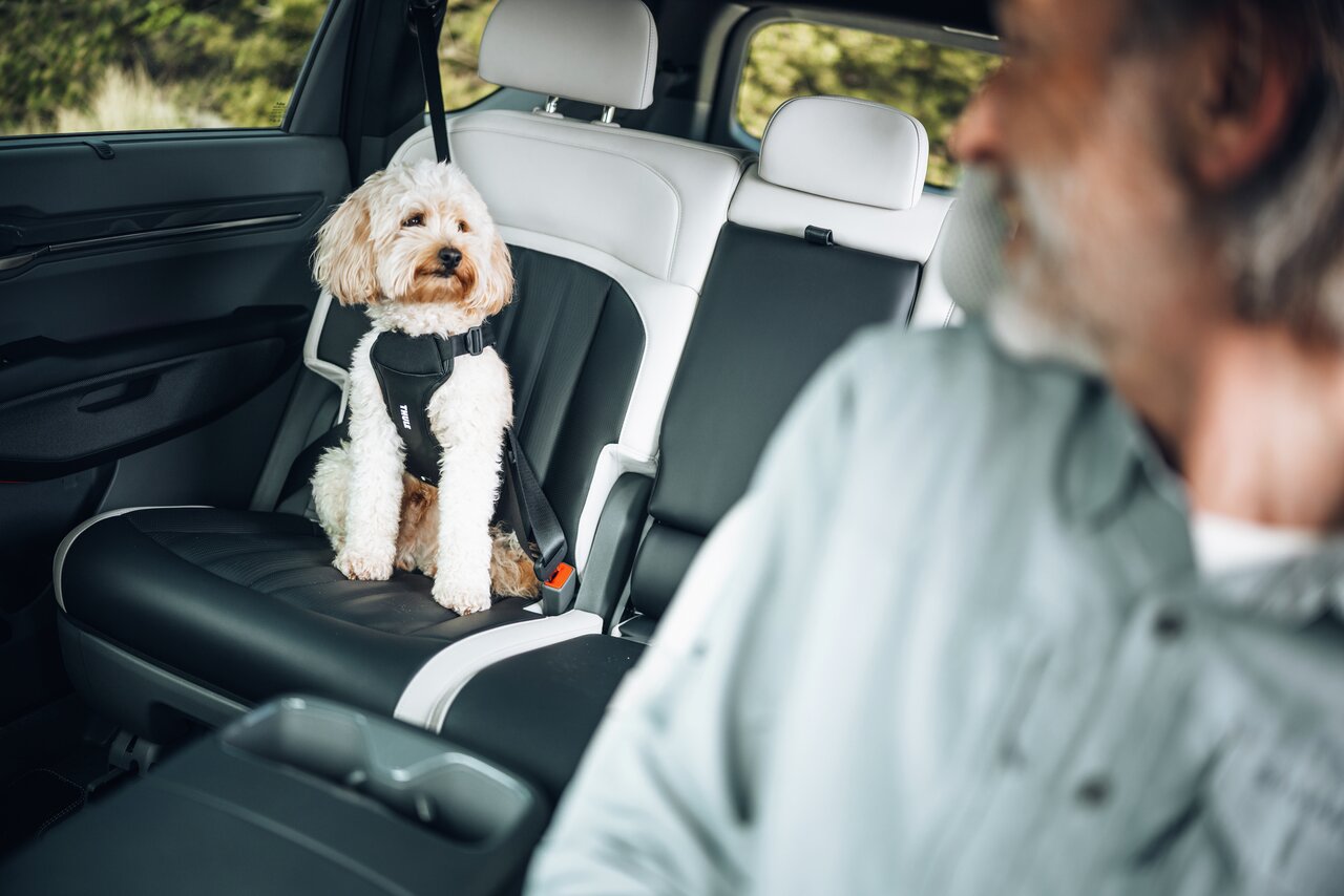 Thule Sicherheitsgeschirr f. Hunde, schwarz, für kl.-mittelgr. Hunde, bietet Komfort & Schutz während Autofahrten.