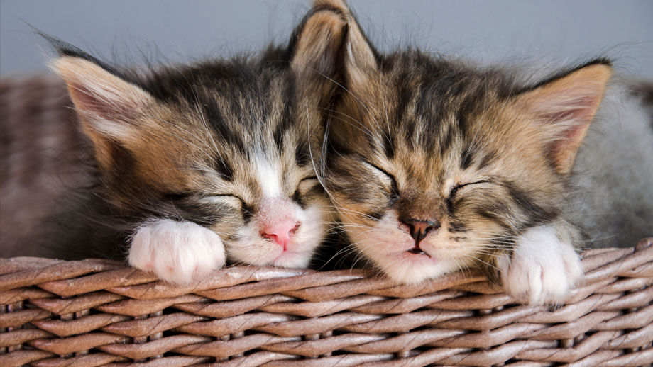 Zwei kleine Kätzen nebeneinander schlafend in Körbchen.